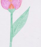 Pestrý tulipán